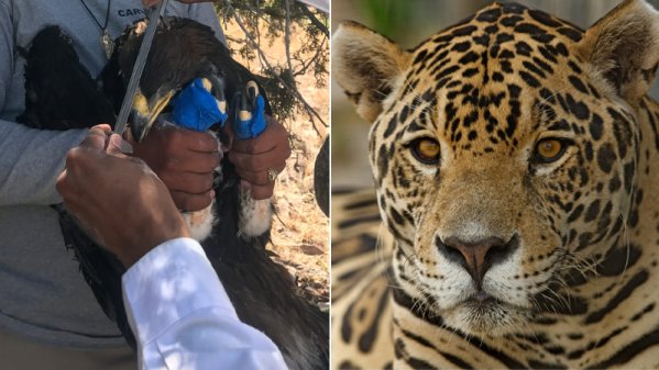 Águila Real y Jaguar, especies amenazadas por actividades humanas en Sonora  :: Ser noticia :: promoviendo el bienestar humano con la mejor información